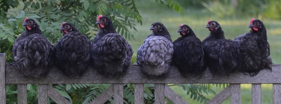 "That You Penny" adding flavor to the Mediterranean Diet Recipes Collection 4,seven tasty chickens sitting on a fence,